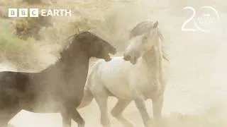 Thumbnail: Stallions Battle for Dominance | 20 Years of Planet Earth | BBC Earth