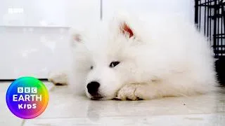 Thumbnail: Hungry Pups Want More Food! | ﻿Wonderful World Of Puppies | BBC Earth Kids