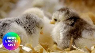 Thumbnail: Learn About Farm Friends! | Animal Facts | BBC Earth Kids
