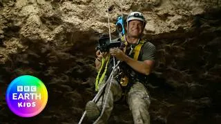 Thumbnail: Mexican Free-Tailed Bat! | Learn With Steve Backshall | BBC Earth Kids