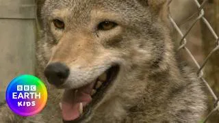 Thumbnail: Looking for The Red Wolf! | Learn With Steve Backshall | BBC Earth Kids