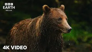 Thumbnail: Coastal Brown Bears Of Alaska In 4K | Peaceful Wildlife Moments | BBC Earth Relax