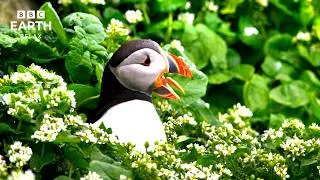 Thumbnail: Every Meal Is A Dangerous Mission For A Puffin Parent | Blue Planet II In 4K | BBC Earth Relax