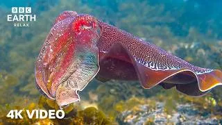 Thumbnail: How A Tiny Cuttlefish Outsmarts A Giant For A Mate | Blue Planet II | BBC Earth