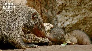 Thumbnail: Nature's Greatest Parents | Heartwarming Wildlife Stories | BBC Earth Relax