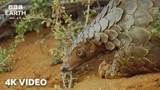 Thumbnail: Wildlife Across The Continents In 4K With Sir David Attenborough | BBC Earth Relax
