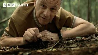 Thumbnail: How This Creature Evolved to Become a ‘Killing Machine’ | Evolution | BBC Earth Science