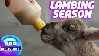 Thumbnail: 'I love it': Meet the kids helping lambs be born 🐑 | Newsround
