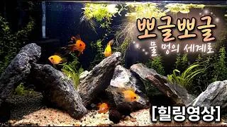 Thumbnail: 🫧 뽀글뽀글.. 아무 생각 없이 보게 되는 물멍 힐링 영상 (Soft Bubbles.. Cozy Fish Tank ASMR for Deep Relaxation)