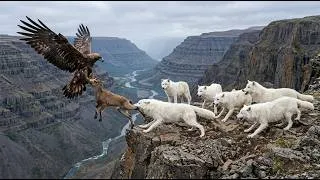 Thumbnail: Golden Eagle vs Wolf:Battle for Survival in the Putorana(Russia)-WildlifeDocumentary|BBSEarthExplore