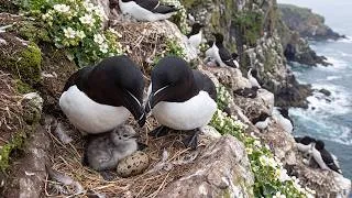 Thumbnail: Razorbill Chick vs Nature's Deadliest Cliffs | Will It Survive?