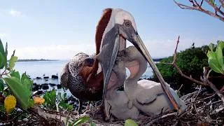 Thumbnail: The Tiniest Pelican Chick's Race Against Time | Survival Documentary