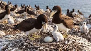 Thumbnail: Brown Booby Chicks Battle Siblings and Storms to Fledge | Ocean Wildlife