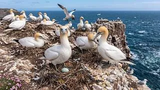 Thumbnail: Northern Gannet Life Cycle: Can One Chick Survive the Deadly Cliff?