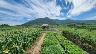 Thumbnail: Life Countryside: After 65 days the garden was ready for harvest