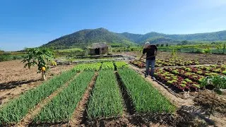 Thumbnail: Life countryside: tending vegetables at the foot of the mountain