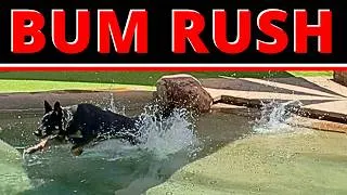 Thumbnail: German Shepherd Goes At People AND Dogs — One Correction For Both