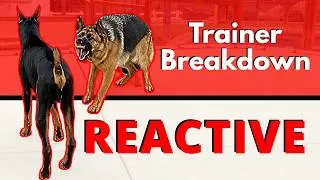 Thumbnail: I Socialized This Reactive German Shepherd in 20 Minutes