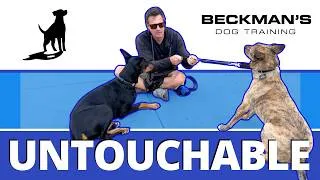Thumbnail: If Treats Don't Work On A Fearful Dog, Do This Instead!