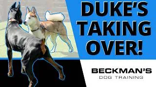 Thumbnail: Why I Sent Duke In First Against This Dominant Husky