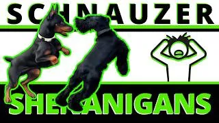 Thumbnail: Chaos Ensues When a Pushy Young Dog Meets Prince & Duke