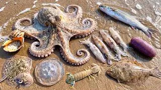 Thumbnail: 🌊 INSANE Ocean Foraging 🦐 Mantis Shrimp, 🐙 Octopus, 🦑 Squid, 🐟 Goby Fish & 🪼 Jellyfish!