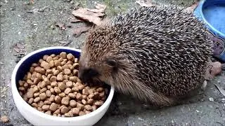 Thumbnail: Sparky the Hedgehog and His First Snack of the Evening