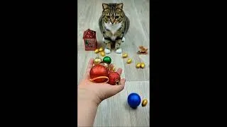 Thumbnail: Cat Barsik 💛 Balls 🎄🌈 Reverse video #beadscattv