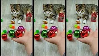 Thumbnail: Cat Barsik ❤ Balls 🌈 Reverse video #beadscattv