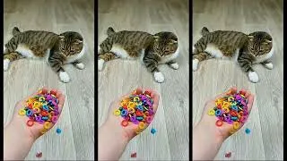 Thumbnail: Cat Barsik ❤🎁 Beads 🌈 Reverse video #beadscattv