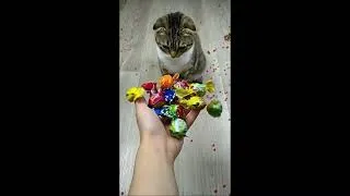 Thumbnail: Cat Barsik Beads 🔴🍭 Reverse video #beadscattv