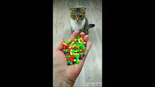Thumbnail: Cat Barsik Beads 📿🌈 Balls 🔴 Reverse video #beadscattv