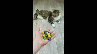 Thumbnail: Cat Barsik Cubes 🎲⭕ Reverse video #beadscattv