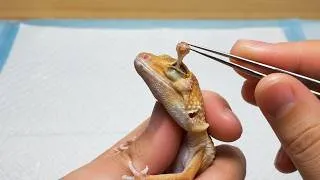 Thumbnail: Veterinarian Removes Stuck Shed, Eye Vitamin Plugs & a Cyst | Animal Rescue Gecko