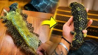 Thumbnail: ASMR Perfect Shed Removal for a Pinecone Lizard | So Satisfying