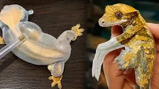 Thumbnail: Lizard Skin Peeling | Removing Stuck Shed From My Gecko Using a Pipette?