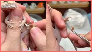 Thumbnail: Animal Rescue Gecko: Vet Removes Leg Cyst and Provides Vitamin Support