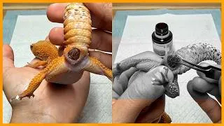 Thumbnail: Animal Rescue Gecko: Vet Removes Giant Cyst, Treats Tail Blockage and Provides Vitamin Support