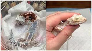 Thumbnail: Animal Rescue Gecko: Vet Helps Two Returning Geckos with Stuck Shed Removal | Hoping for a Miracle!