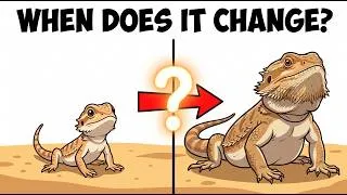 Thumbnail: Baby vs. Adult Bearded Dragon Care — 8 Surprising Changes Most Owners Miss