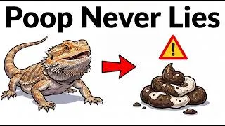 Thumbnail: 7 Things Bearded Dragon Poop Can Tell You About Your Dragon's Health | Before Any Symptom Shows