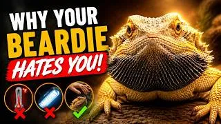 Thumbnail: Bearded Dragon The Top 5 Reasons Your Beardie Hates You