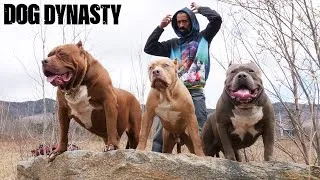 Thumbnail: Hulk - The Final Series With The Legendary Pitbull | DOG DYNASTY