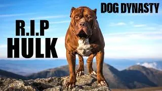 Thumbnail: RIP Hulk - The World's Biggest Pitbull | DOG DYNASTY