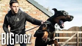 Thumbnail: Intruders Beware! World’s Best Trained Guard Dogs  | BIG DOGZ