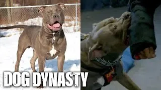 Thumbnail: Bite Club! Hulk’s Son Vader Trains For Protection| DOG DYNASTY #doglover #dogs #dogshorts