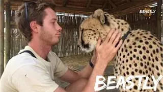 Thumbnail: I Risk My Life To Protect My Cheetahs| BEASTLY #wildlife #dangerous  #beast  #cheetahs
