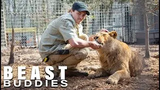 Thumbnail: I'm A Proud  'Lion Dad' | BEAST BUDDIES #lion #wildlife #dangerous #lions #wildbeasts #beast