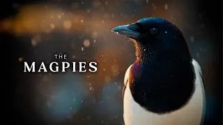 Thumbnail: Brilliant Minds of the Wild | Nature’s Hidden Intelligence