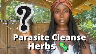 Thumbnail: Top 10 Herbs to Destroy Parasites! Parasites Cleanse Herbs 🦠